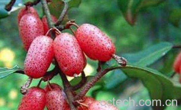 羊奶果怎么吃 羊奶果的功效与作用-1