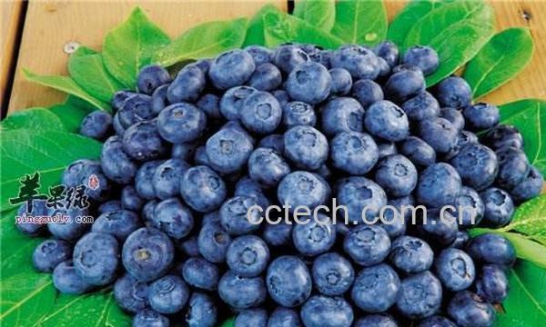 蓝莓-1