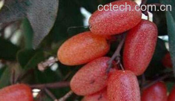 羊奶果糕怎么做 羊奶果糕的做法步骤教程-1