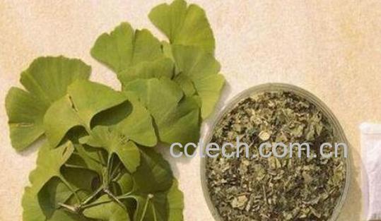 银杏叶茶家庭制作方法-1