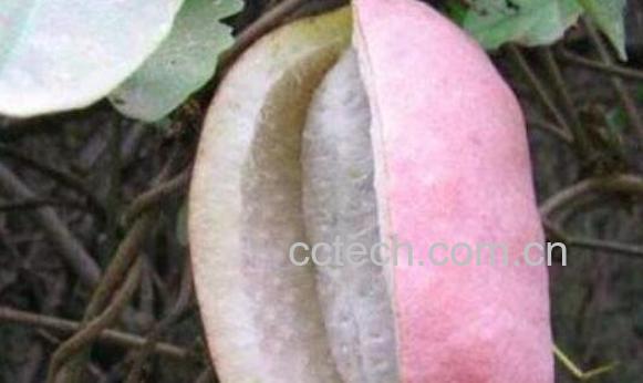 八月瓜的功效与作用 八月瓜的食用方法-0