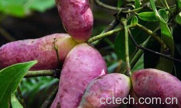 八月瓜的功效与作用 八月瓜的食用方法-1