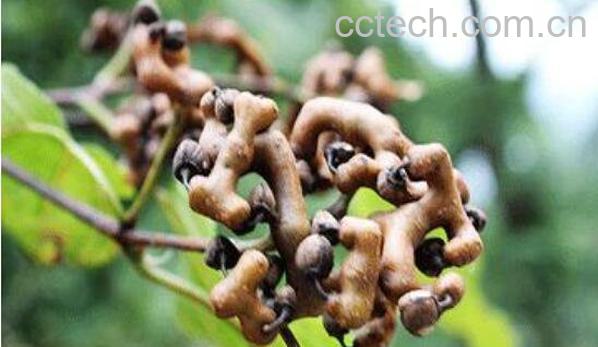 鸡爪梨泡酒有什么功效 鸡瓜梨泡酒的功效与作用-1