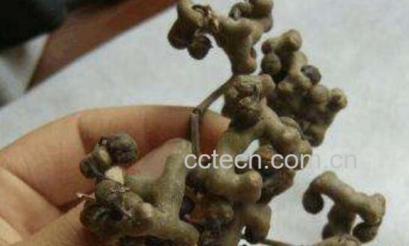 鸡爪梨泡酒有什么功效 鸡瓜梨泡酒的功效与作用-0