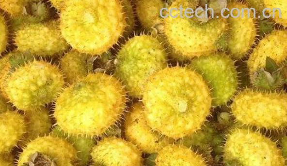 刺梨对肾的功效与作用 吃刺梨的好处-1