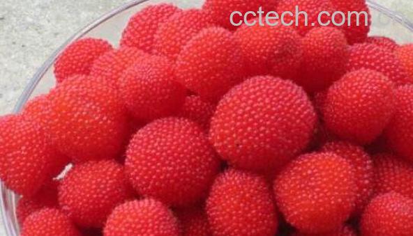 空心泡的功效与作用 吃空心泡的好处-0