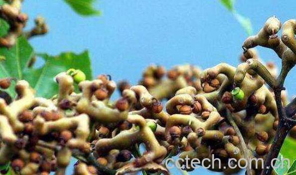 拐枣泡酒的功效与作用-1