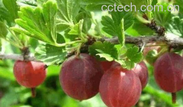 佛灯果和羊奶果的区别-0