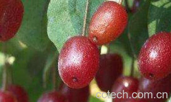 佛灯果和羊奶果的区别-1