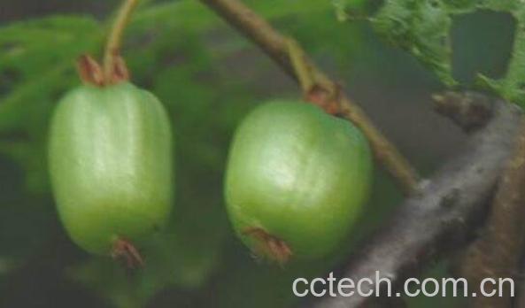 野生圆枣子怎么吃 野生圆枣子的功效-0