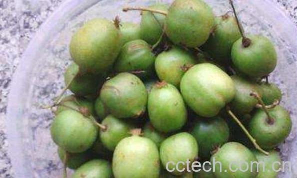 野生圆枣子怎么吃 野生圆枣子的功效-1