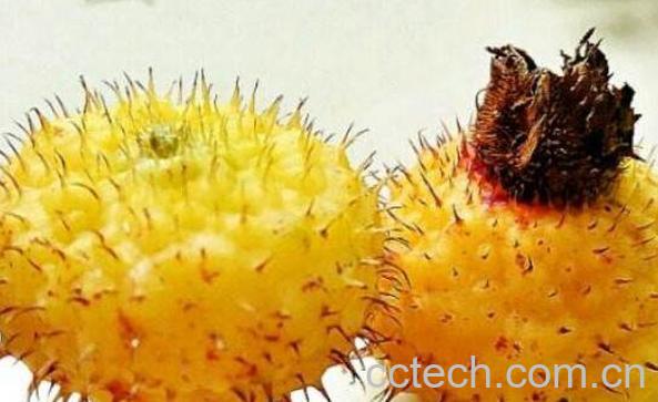 刺梨子的功效与作用-1