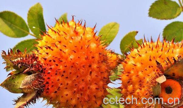 刺梨子的功效与作用-0