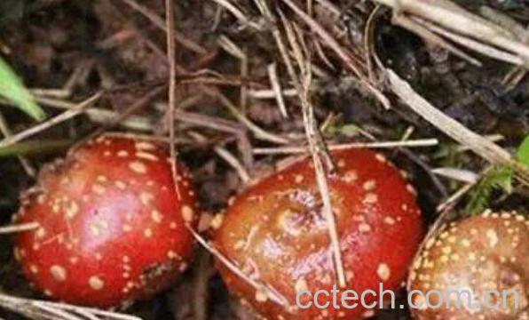 地枇杷是什么 地枇杷的功效与作用-1