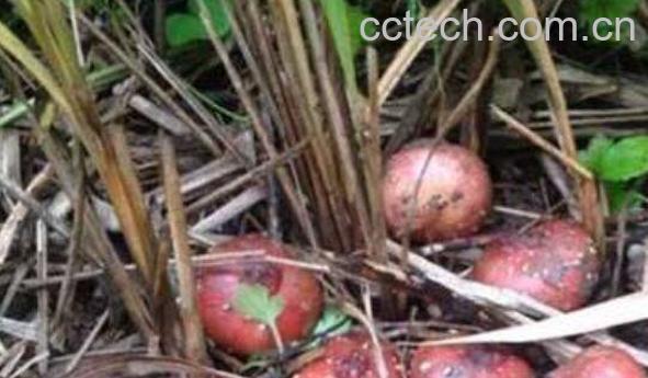 地枇杷是什么 地枇杷的功效与作用-0