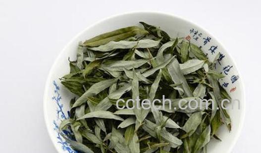 柳叶茶的功效与禁忌-0