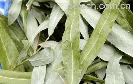 柳叶茶的功效与禁忌-1