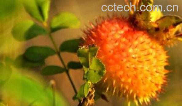 野生刺梨的作用与功效-0