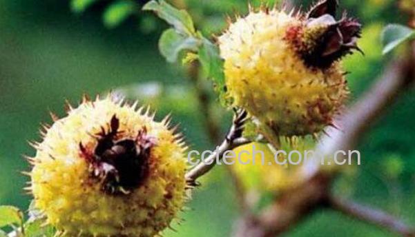 野生刺梨的作用与功效-1