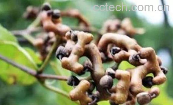 拐枣的功效与作用 拐枣的食用禁忌-1