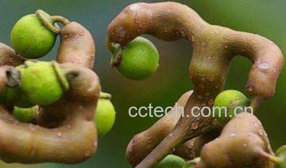 拐枣的功效与作用 拐枣的食用禁忌-0