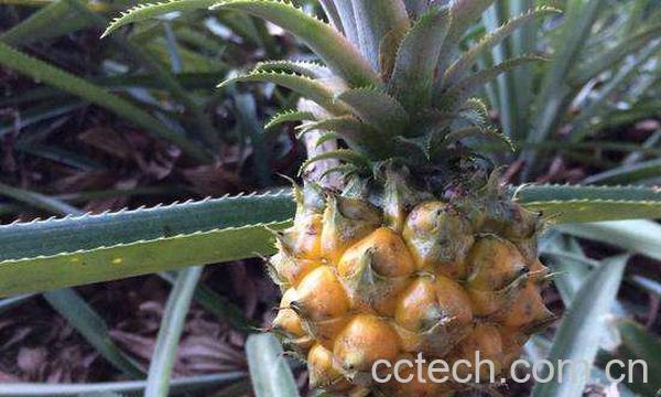 菠萝-1