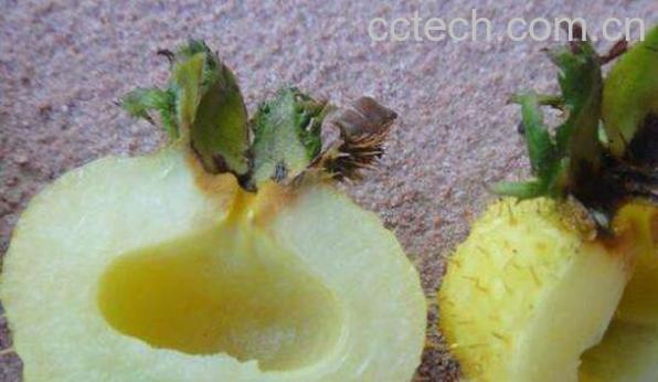 野生刺梨怎么吃 野生刺梨的食用方法-0