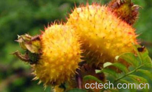 野生刺梨怎么吃 野生刺梨的食用方法-1