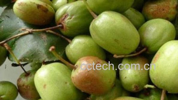 圆枣子的功效与作用-0