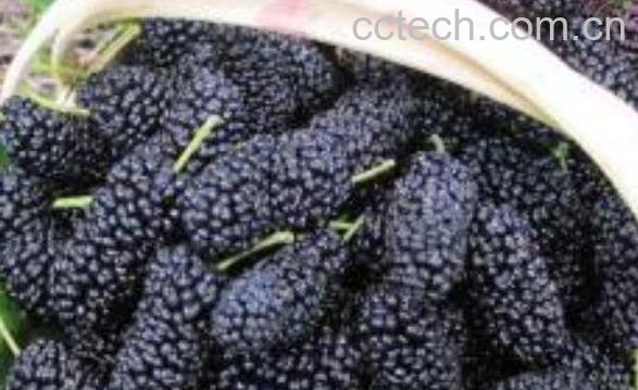 桑梓泡酒的功效与作用 桑梓泡酒有什么作用-1