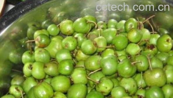 圆枣子的功效与作用-1