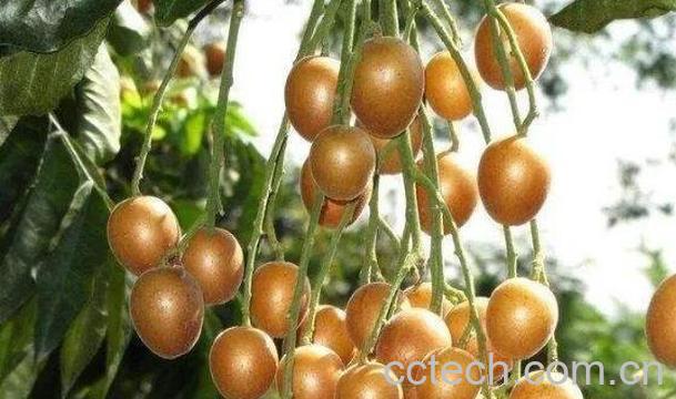 黄皮果泡酒的做法 黄皮酒的制作方法-1