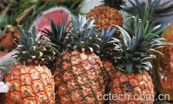 菠萝-0