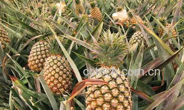 菠萝-1