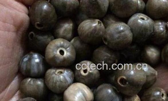 草珠子的功效与作用-0