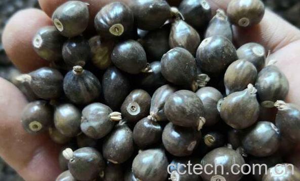 草珠子的功效与作用-1