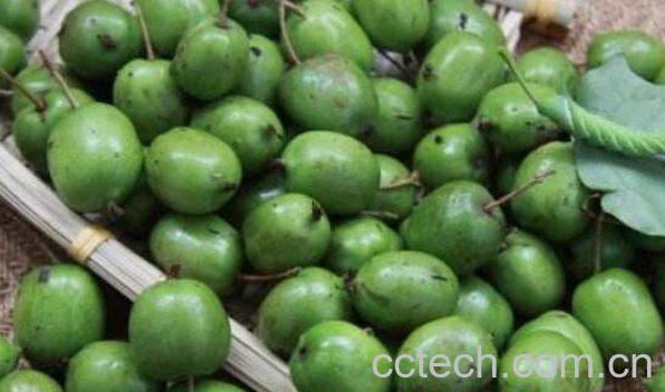 圆枣子泡蜂蜜的功效与作用-1