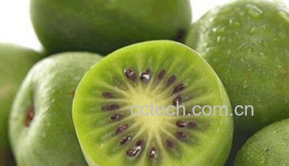 圆枣子泡蜂蜜的功效与作用-0