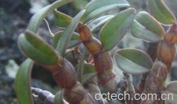 野生铁皮石斛的功效 野生铁皮石斛怎么吃-0