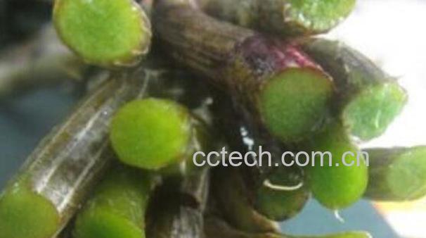 野生铁皮石斛的功效 野生铁皮石斛怎么吃-1