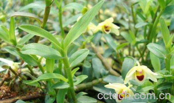 野生石斛的功效与作用 野生石斛的食用方法-1