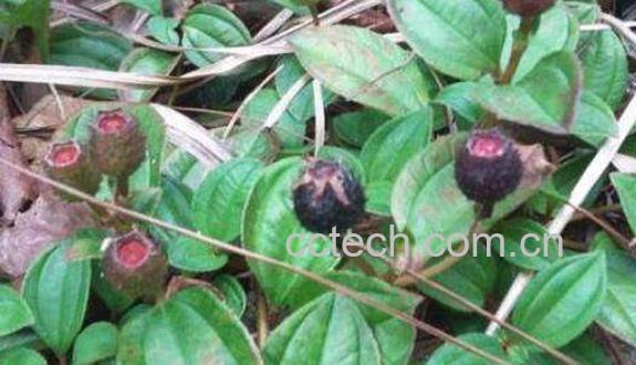 地稔的作用和功效 地稔的药用价值-0