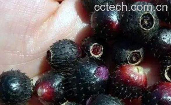 地稔的作用和功效 地稔的药用价值-1