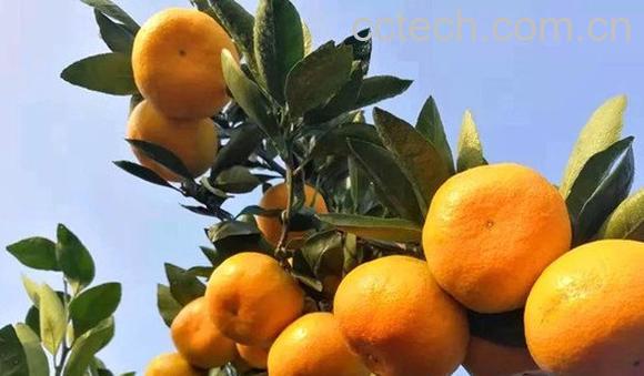 甜柑桔-0