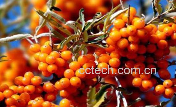 野生沙棘果的功效与作用-0