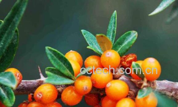 野生沙棘果的功效与作用-1