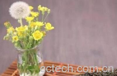 蒲公英泡水喝前要怎么处理-1