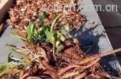 蒲公英根怎么发酵红茶-0