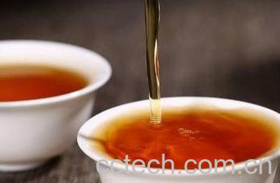 蒲公英根怎么发酵红茶-1