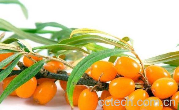 女性吃沙棘的作用与功效-0